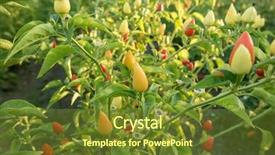  Presentation with bitter - Colorful slide set enhanced with bitterness - harvest of bitter pepper backdrop and a tawny brown colored foreground