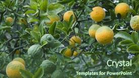  Presentation with fruit tree - Beautiful slide set featuring bitterness - poncirus trifoliata japanese bitter orange backdrop and a tawny brown colored foreground
