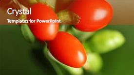  Presentation with goji - Colorful presentation design enhanced with bitterswett - ripe goji berries on bush backdrop and a tawny brown colored foreground