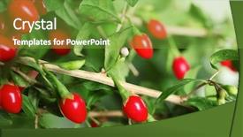  Presentation with goji - PPT theme having bitterswett - ripe goji berries on bush background and a seafoam green colored foreground