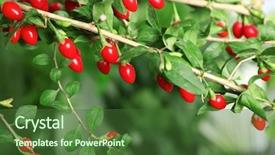  Presentation with goji - Audience pleasing presentation design consisting of bitterswett - ripe goji berries on bush backdrop and a tawny brown colored foreground