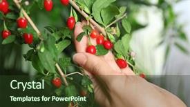  Presentation with goji - Audience pleasing presentation theme consisting of bitterswett - woman touching ripe goji berries backdrop and a tawny brown colored foreground