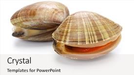  Presentation with sushi - Theme enhanced with bivalve - chinese mactra aoyagi japanese sushi background and a  colored foreground