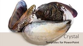  Presentation with mollusk - Cool new slide deck with bivalve-mollusk-shells-of-mussel backdrop and a coral colored foreground