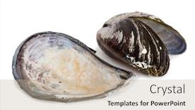  Presentation with mollusk - PPT theme enhanced with bivalve-mollusk-shells-of-mussel background and a coral colored foreground