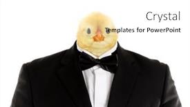  Presentation with chick - PPT theme consisting of bizarre-image-of-huge-man background and a white colored foreground