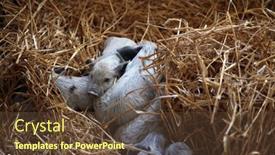  Presentation with pigs - 