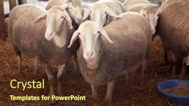  Presentation with fair - 