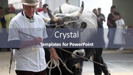  Presentation with cattle - 