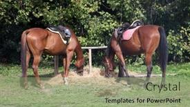  Presentation with fair - Slide deck featuring bjelovar-croatia-september-06-2013 background and a mint green colored foreground