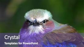  Presentation with quail bird common - Audience pleasing presentation theme consisting of bl - coracias caudatus this attractive bird backdrop and a violet colored foreground