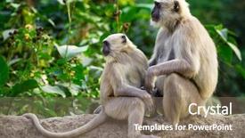  Presentation with baby tree - Presentation design enhanced with blace faced monkeys grey langurs background and a violet colored foreground