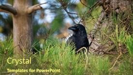  Presentation with green foliage - PPT theme featuring black-adult-carrion-crow-corvus and a tawny brown colored foreground