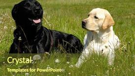  Presentation with black gram - Cool new slide set with black and a white dog backdrop and a  colored foreground