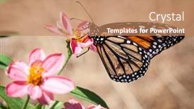  Presentation with orange butterfly - PPT layouts with black-and-orange-monarch-butterfly background and a coral colored foreground