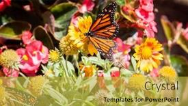  Presentation with orange butterfly - Slides featuring black-and-orange-monarch-butterfly background and a yellow colored foreground