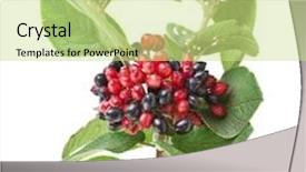  Presentation with berries - Beautiful PPT theme featuring red berries viburnum lantana backdrop and a soft green colored foreground