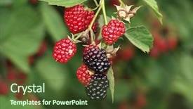  Presentation with blackberry - PPT theme consisting of black and red blackberry fruit background and a tawny brown colored foreground