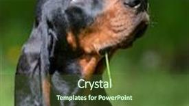  Presentation with tan - Amazing presentation theme having black-and-tan-coonhound-portrait backdrop and a tawny brown colored foreground