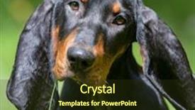  Presentation with tan - Audience pleasing presentation theme consisting of black-and-tan-coonhound-portrait backdrop and a tawny brown colored foreground