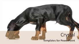  Presentation with tan - Cool new slides with black and tan coonhound smelling for dog treat on the ground backdrop and a coral colored foreground