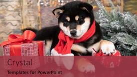  Presentation with tan - Slide deck having black-and-tan-shiba-inu background and a  colored foreground