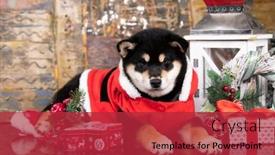  Presentation with tan - Slides enhanced with black-and-tan-shiba-inu background and a red colored foreground