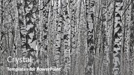  Presentation with white birch tree - Colorful PPT layouts enhanced with black-and-white-background backdrop and a gray colored foreground