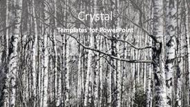  Presentation with white birch tree - Beautiful theme featuring black-and-white-background backdrop and a gray colored foreground