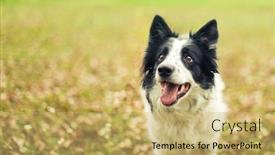  Presentation with border - Audience pleasing PPT theme consisting of black-and-white-border-collie backdrop and a yellow colored foreground