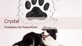  Presentation with paw - Slide deck enhanced with black and white border collie background and a lemonade colored foreground