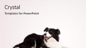  Presentation with border - Slide deck with black and white border collie background and a sky blue colored foreground