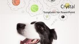  Presentation with black gold border vignette - Colorful presentation theme enhanced with black and white border collie backdrop and a sky blue colored foreground