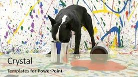  Presentation with black and white trees - PPT theme featuring black and white boston terrier background and a  colored foreground