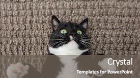  Presentation with black and white religious - Presentation design having black and white cat laying background and a gray colored foreground