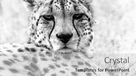  Presentation with cheetah - Audience pleasing presentation design consisting of black-and-white-close-up backdrop and a light gray colored foreground
