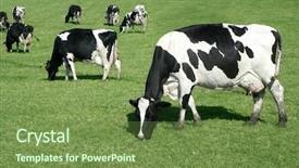  Presentation with cow milk - Presentation design having black and white cow eating background and a tawny brown colored foreground