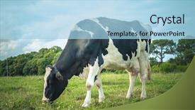  Presentation with agriculture black and white cow - Amazing PPT theme having black and white cow grazing backdrop and a light blue colored foreground