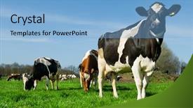  Presentation with dutch - Slide deck consisting of black and white cows in dutch meadows background and a light blue colored foreground