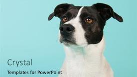  Presentation with black cross - PPT theme having black-and-white-cross-breed background and a light blue colored foreground