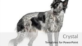  Presentation with border - Beautiful slide deck featuring black-and-white-crossbreed-dog backdrop and a white colored foreground