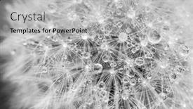  Presentation with black seed - Slide set with black-and-white-dandelion-head background and a light gray colored foreground