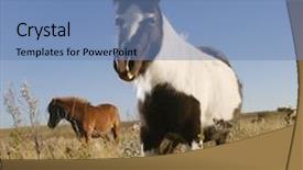  Presentation with white horse - PPT layouts with black and white falabella miniature horse with brown falabella miniature horse iin background standing in field background and a teal colored foreground