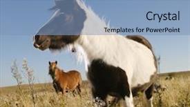  Presentation with white horse - Cool new presentation design with black and white falabella miniature horse with brown falabella miniature horse iin background standing in field backdrop and a teal colored foreground
