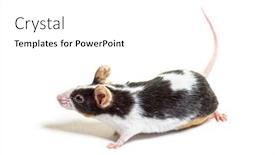  Presentation with fancy - Theme consisting of black-and-white-fancy-mouse background and a white colored foreground