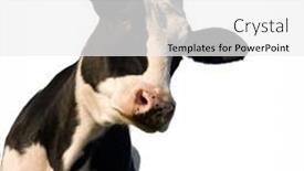  Presentation with cow - Theme enhanced with black-and-white-holstein-cow background and a white colored foreground