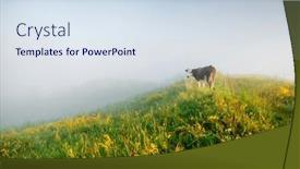  Presentation with farmland - Presentation design having black-and-white-holstein-cow background and a sky blue colored foreground