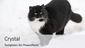  Presentation with snow cat - PPT layouts consisting of black and white kitty cat in snow on a cold winter day background and a white colored foreground