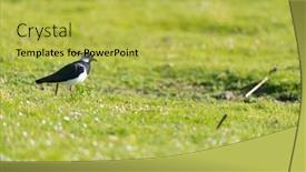  Presentation with dutch - Presentation consisting of black-and-white-lapwing background and a yellow colored foreground