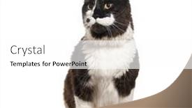  Presentation with maine - 